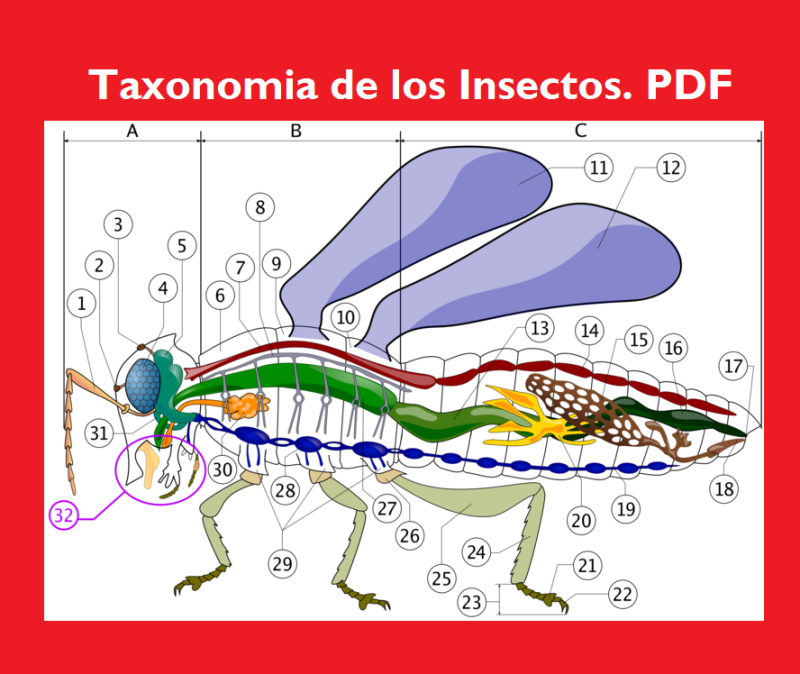 Taxonomía de los insectos . pdf gratis Libros y Manuales de Agronomia