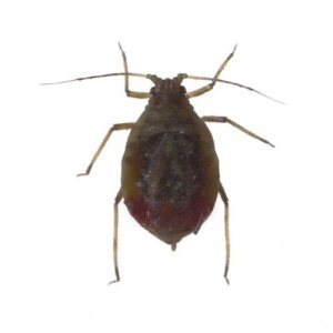 “PULGÓN NEGRO DE LOS CEREALES -SIPHA (RUNGSIA) MAIDIS PASSERINI, 1860.”.PDF GRATIS