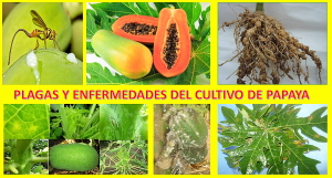 Plagas y enfermedades del CULTIVO DE PAPAYA. pdf gratis