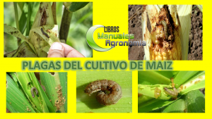 ®Manual de Plagas del cultivo de MAÍZ. PDF GRATIS