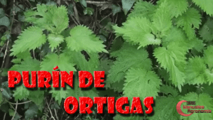 Como preparar PURIN DE ORTIGAS
