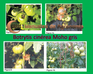 Botrytis cinerea Moho gris