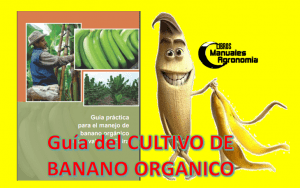 Manual del cultivo de BANANO ORGANICO. libros gratis de agronomia pdf