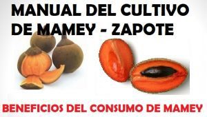 Manual del cultivo de mamey- libros gratis- agronomia - pdf