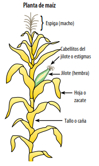 Manual de Mejoramiento de maíz criollo - libros de agronomia