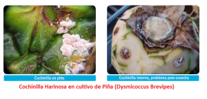 Cochinilla Harinosa en cultivo de Piña (Dysmicoccus Brevipes)