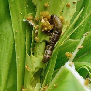 Manual del Manejo Integrado del Gusano cogollero. pdf gratis