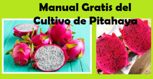 Manual de Pitajaya - Libros de Agronomia Gratis