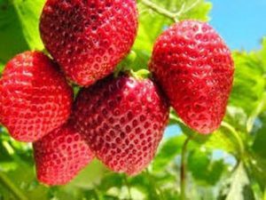 ✓ MANUAL DE PRODUCCIÓN DE FRESA GRATIS - Libros Gratis - Agronomia