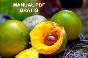 Manual del cultivo de Lucumo. pdf Gratis