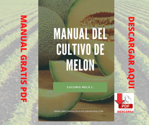 Manual del Cultivo de Melón. PDF GRATIS