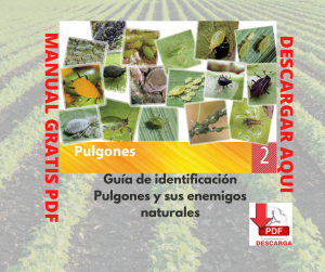 Guía de identificación Pulgones y sus enemigos naturales