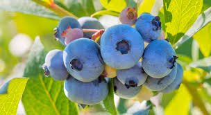 arandanos-southern-highbush | Blueberries Consulting
