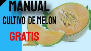 Manual del cultivo de Melon. PDF Gratis