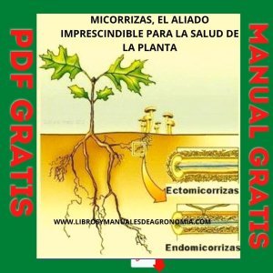 MICORRIZAS, EL ALIADO IMPRESCINDIBLE PARA LA SALUD DE LA PLANTA